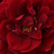 Czerwony  - Róża pnąca climber - Don Juan